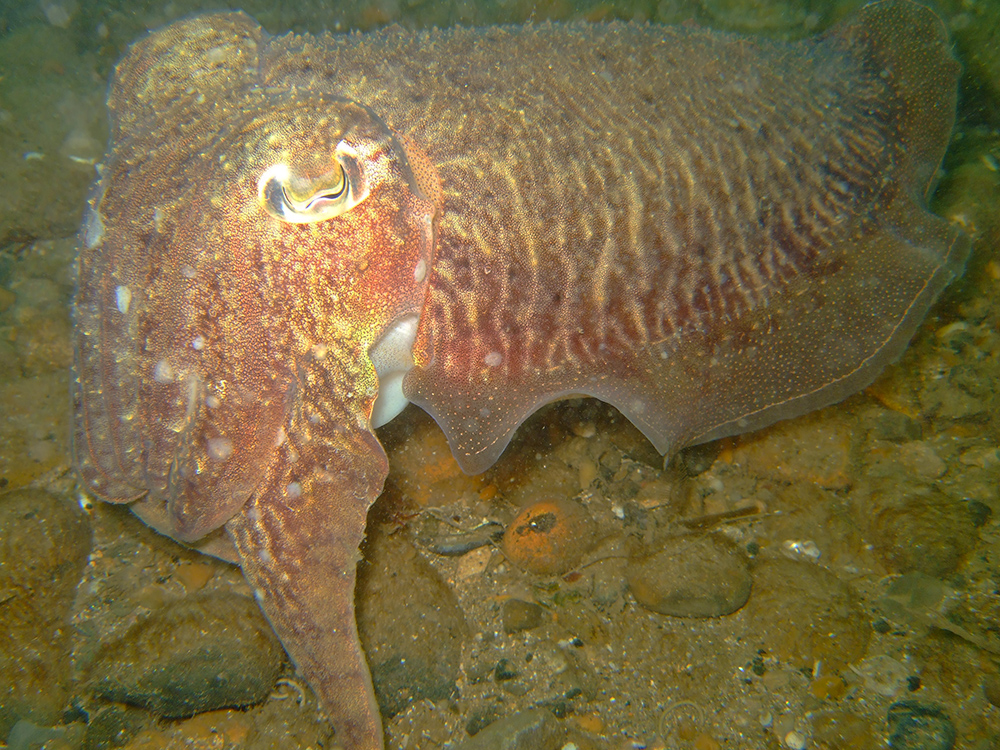 Cuttlefish