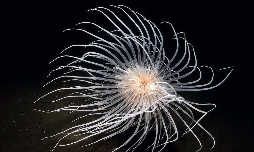 Firework anemone under white light