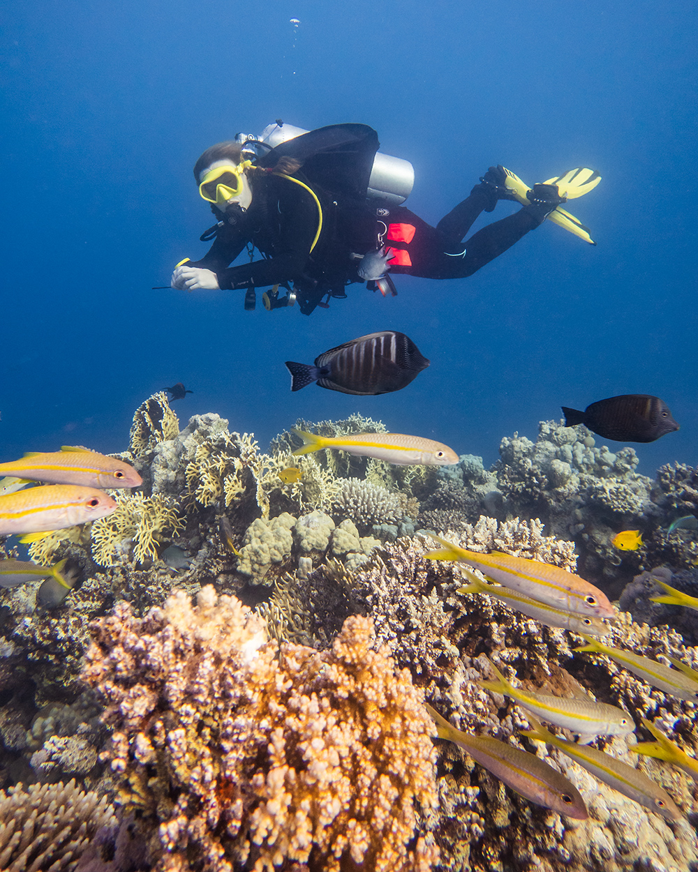 Diving in the Red Sea with BSAC