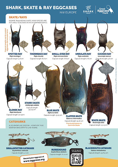 Eggcase ID hunt