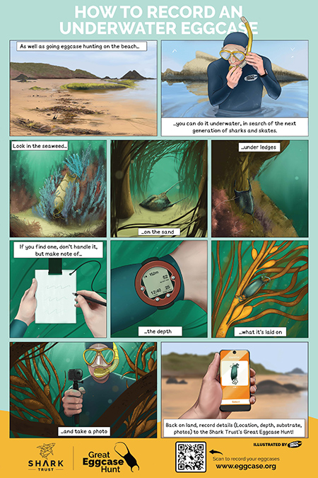 Eggcases guide