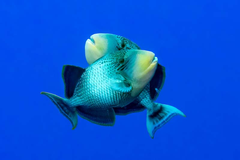 Parrot Fish