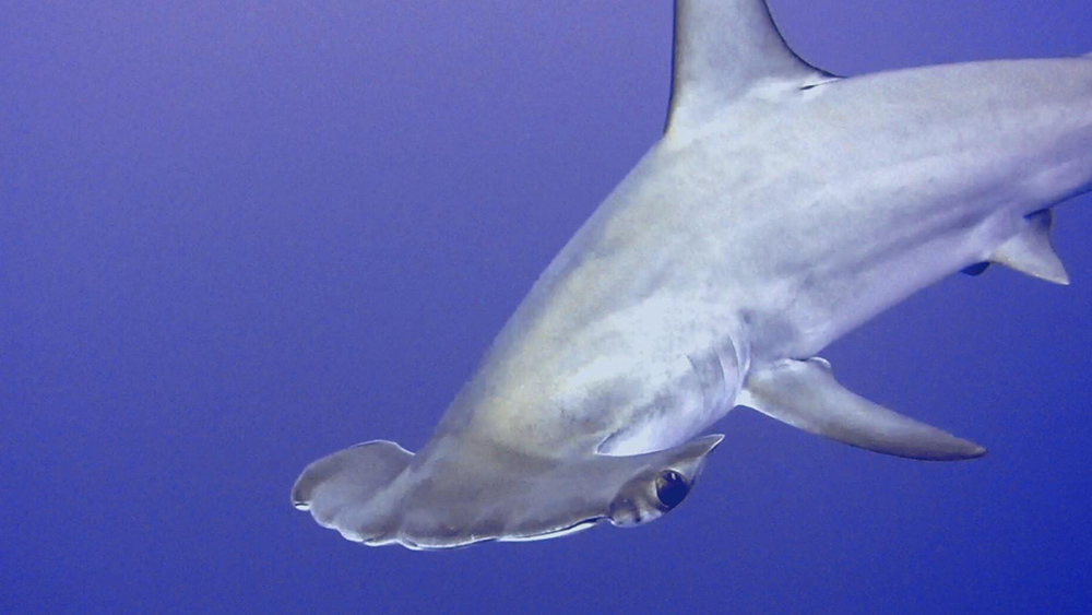 Hammerhead