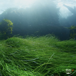 Environment