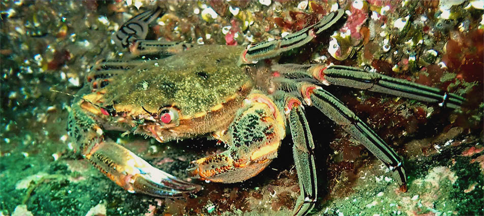 crab on the seafloor