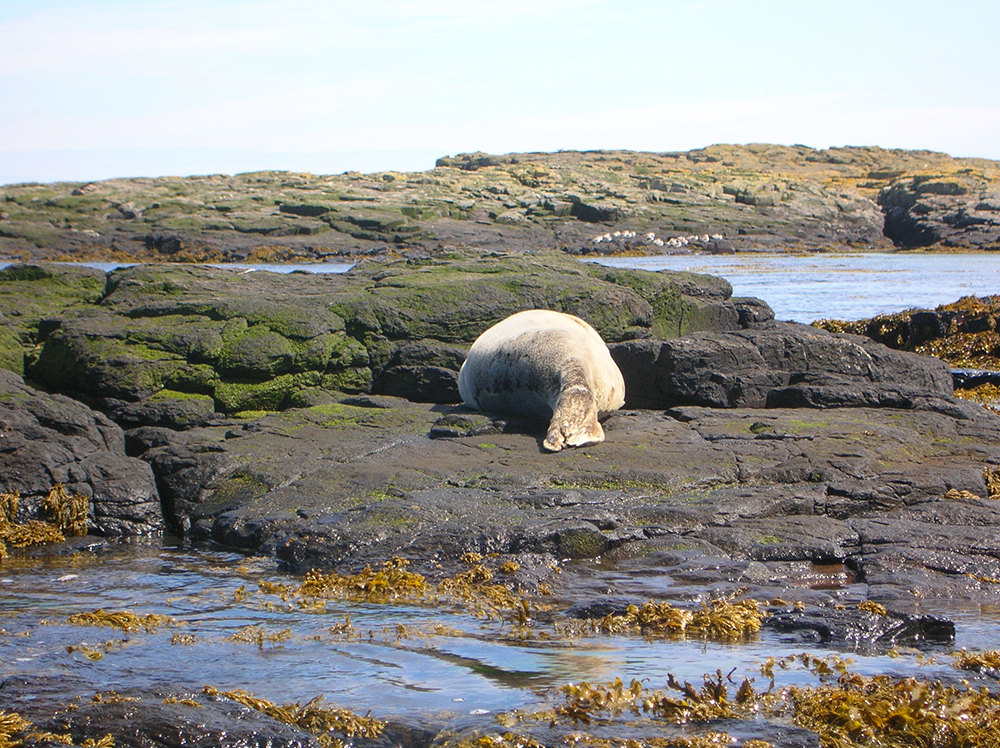 Seal at the Farne islands