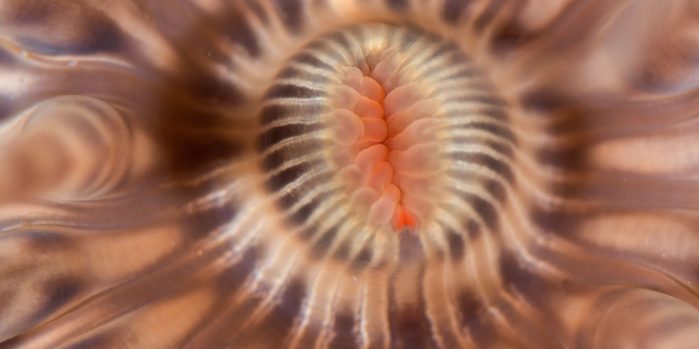 Gerd’s Hole night dive