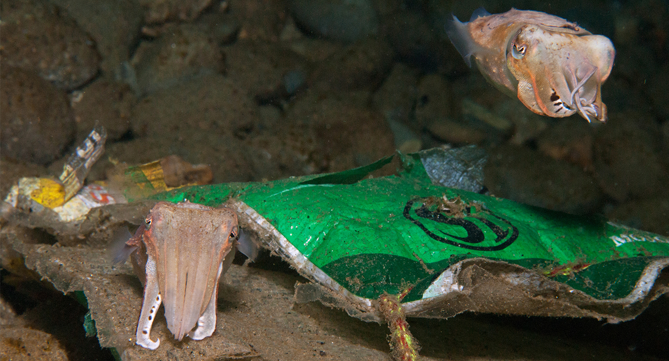 Two cuttlefish swimming around with plastic packaging