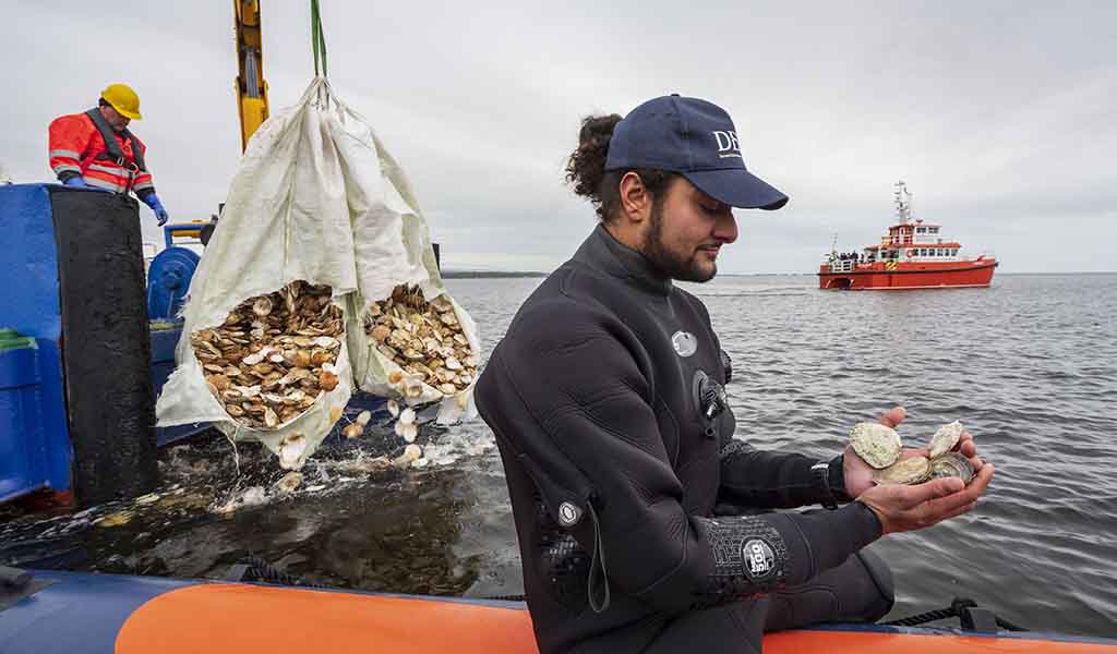 Heriot-Watt student Seb Jemmett with the Native European Oysters destined for their new home in the Dornoch Firth as part of Glenmorangie's DEEP project