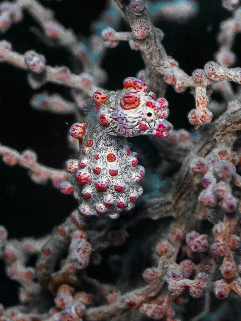 Pygmy seahorse