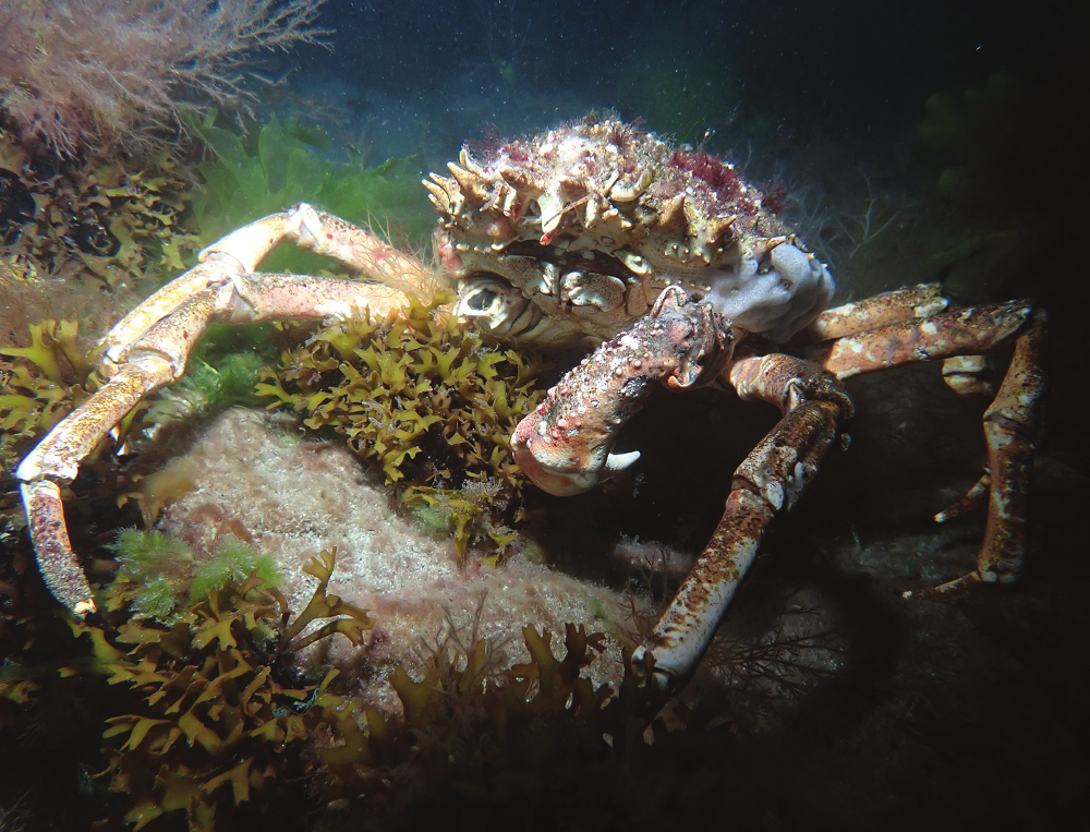 Spider crab at Porth Ysgaden