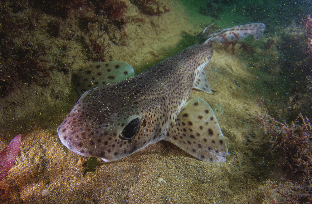 Greater spotted cat shark, Porth Ysgaden