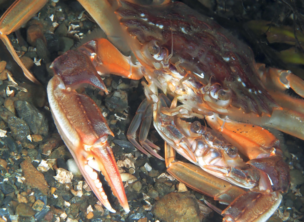 Shore crab