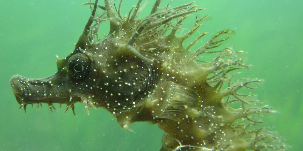 The Seahorse Trust image