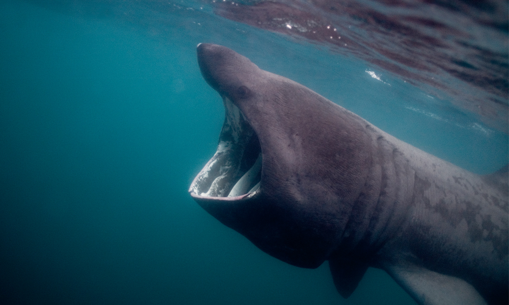 Basking shark feeding