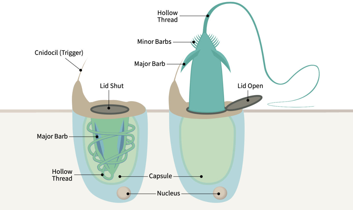 Anatomy of a jellyfish stinger
