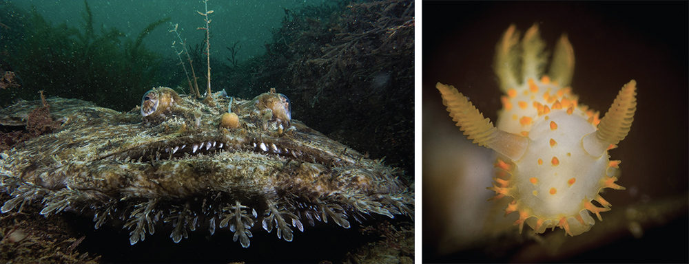 Anglerfish