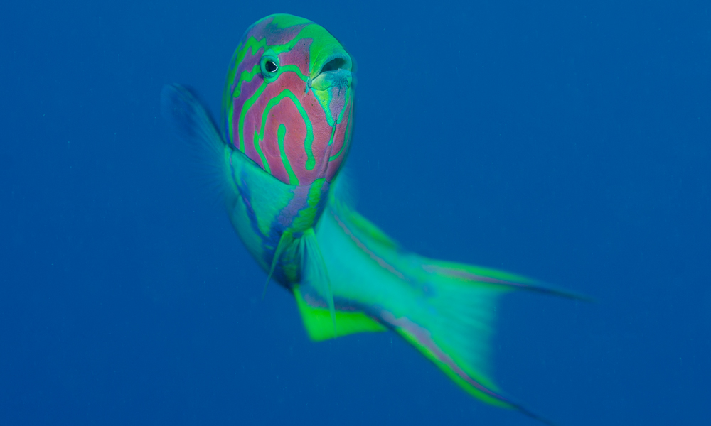 Klunzinger wrasse in the Fury Shoal