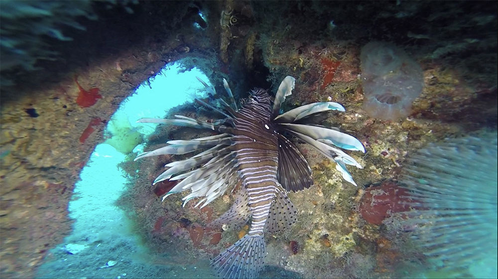 Lion fish