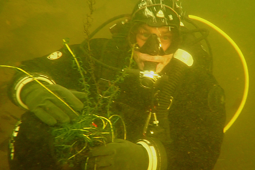 Diver with invasive weed