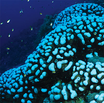 Image of a bleached coral