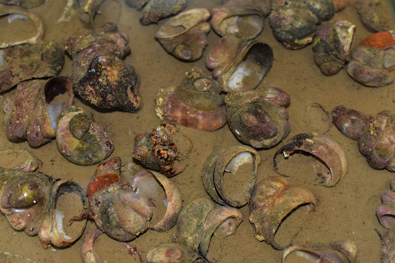 Slipper limpet shells