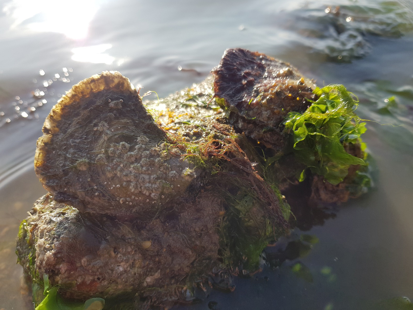 Intertidal native oyster
