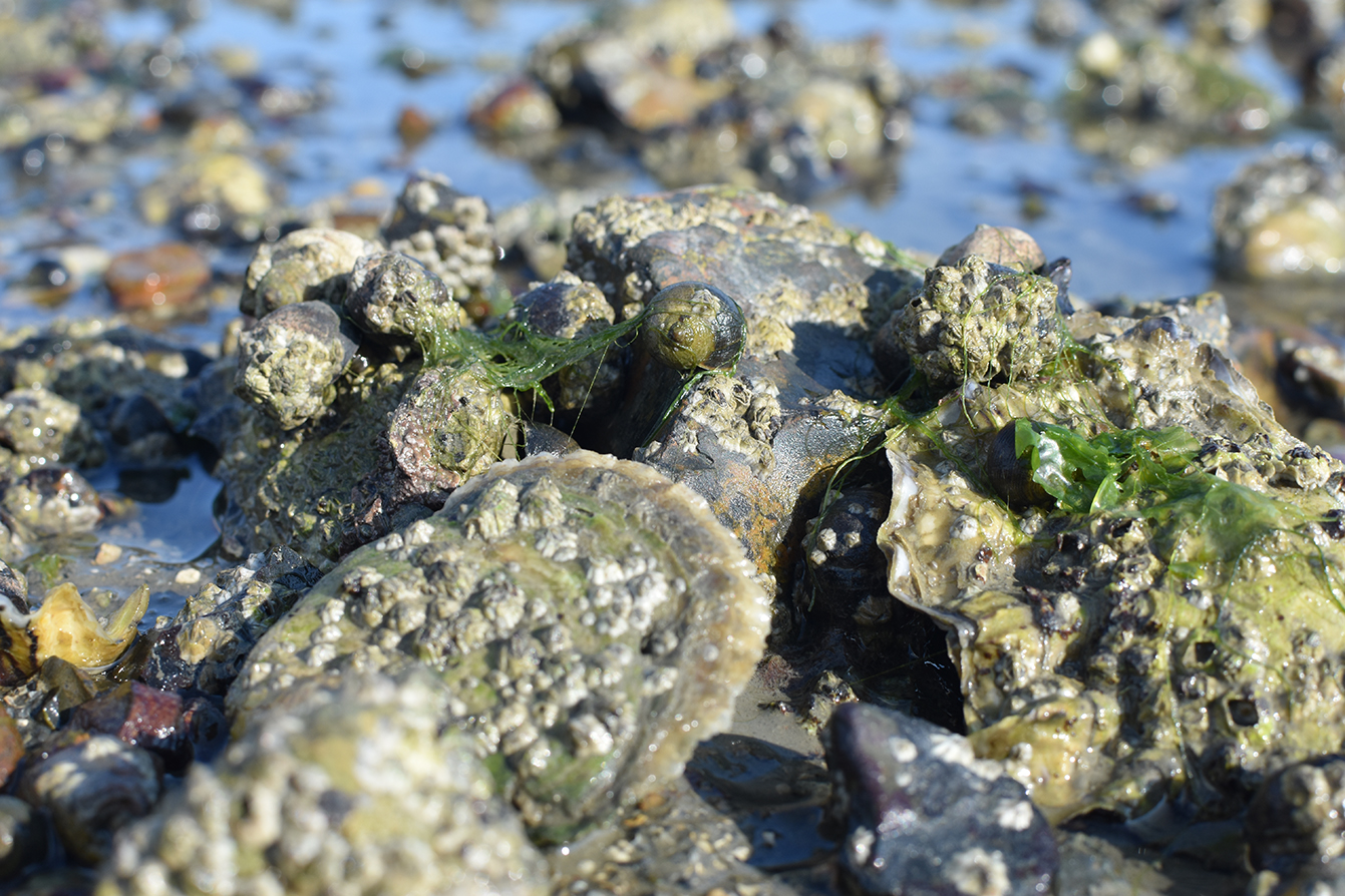 Native oyster and pacific oyster