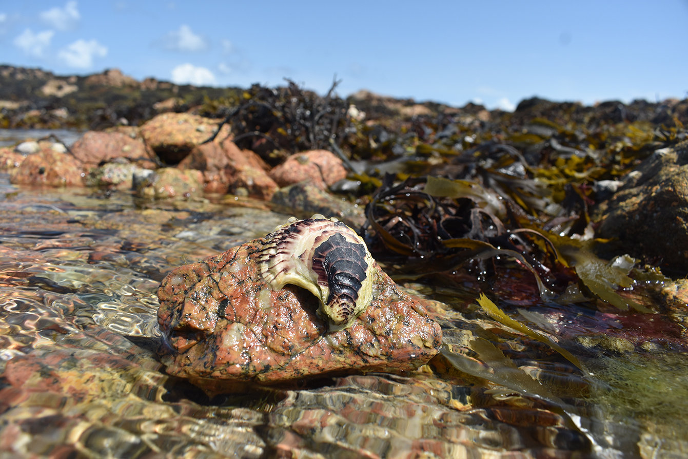 Pacific oyster on rock