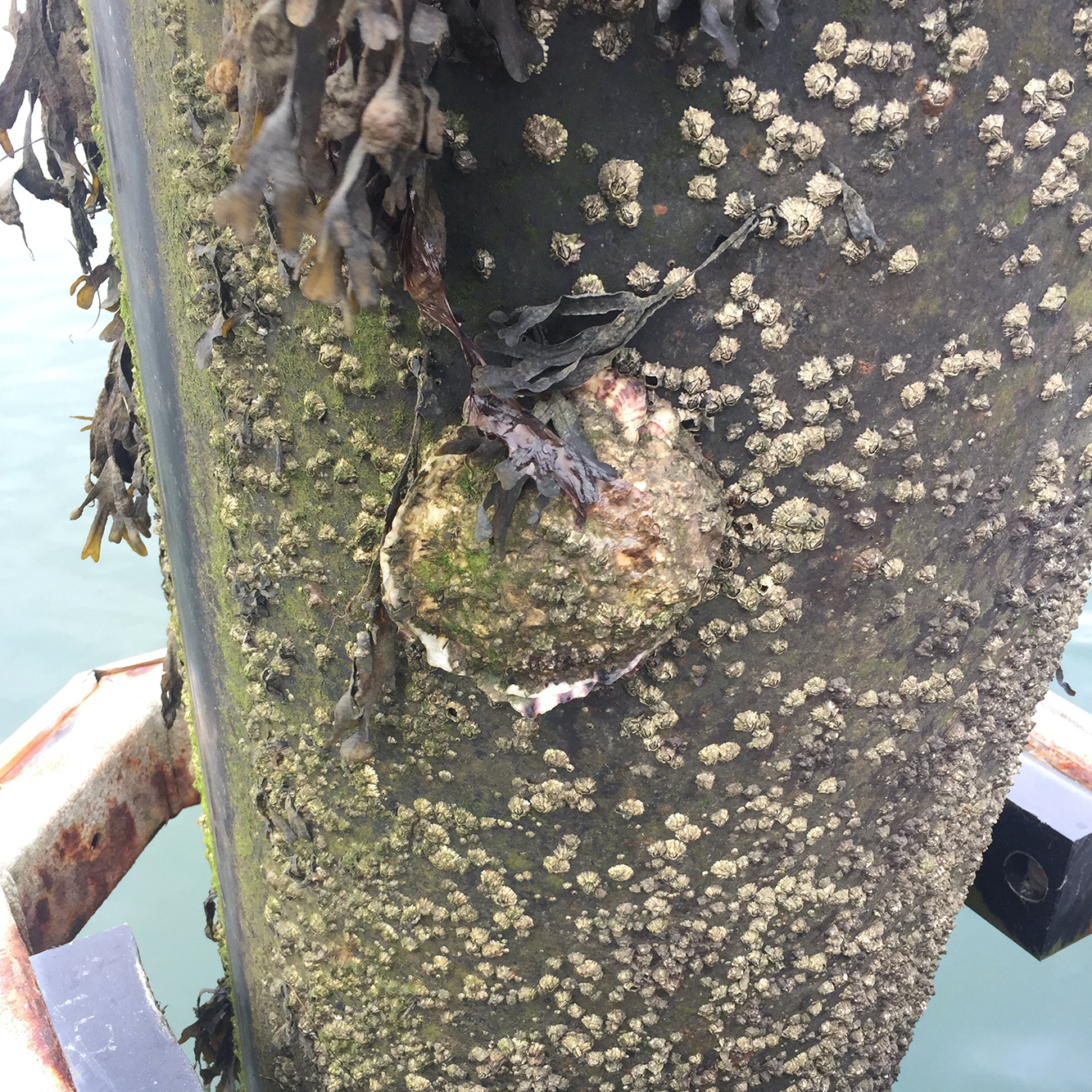 Pacific oyster settled to piling