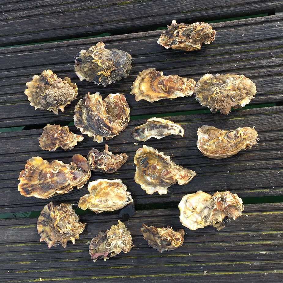 Pacific oyster shapes