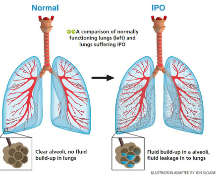 IPO Chart explained