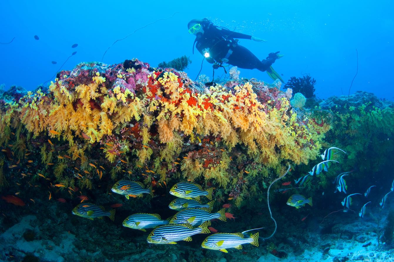 Scuba diver above coral reef in the Maldives