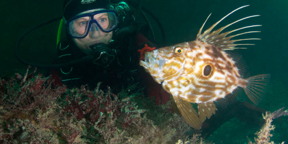 Diver exploring Marine life