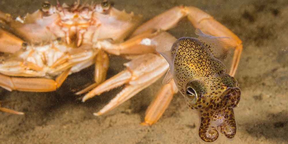 Mating harbour crabs watch a little cuttle at night