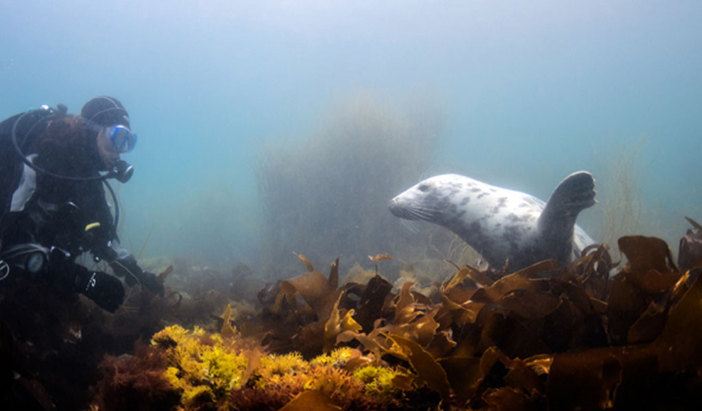 MCZ - seal - Lundy Island - Elaine White