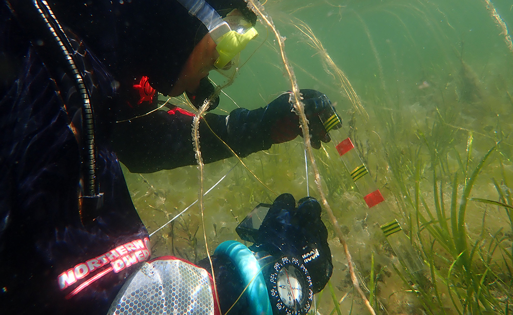 Measuring seagrass