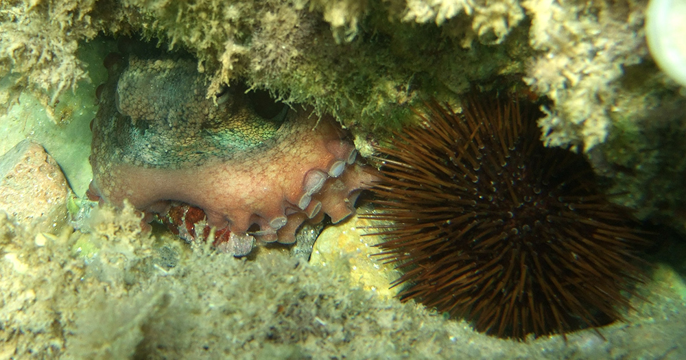 Octopus