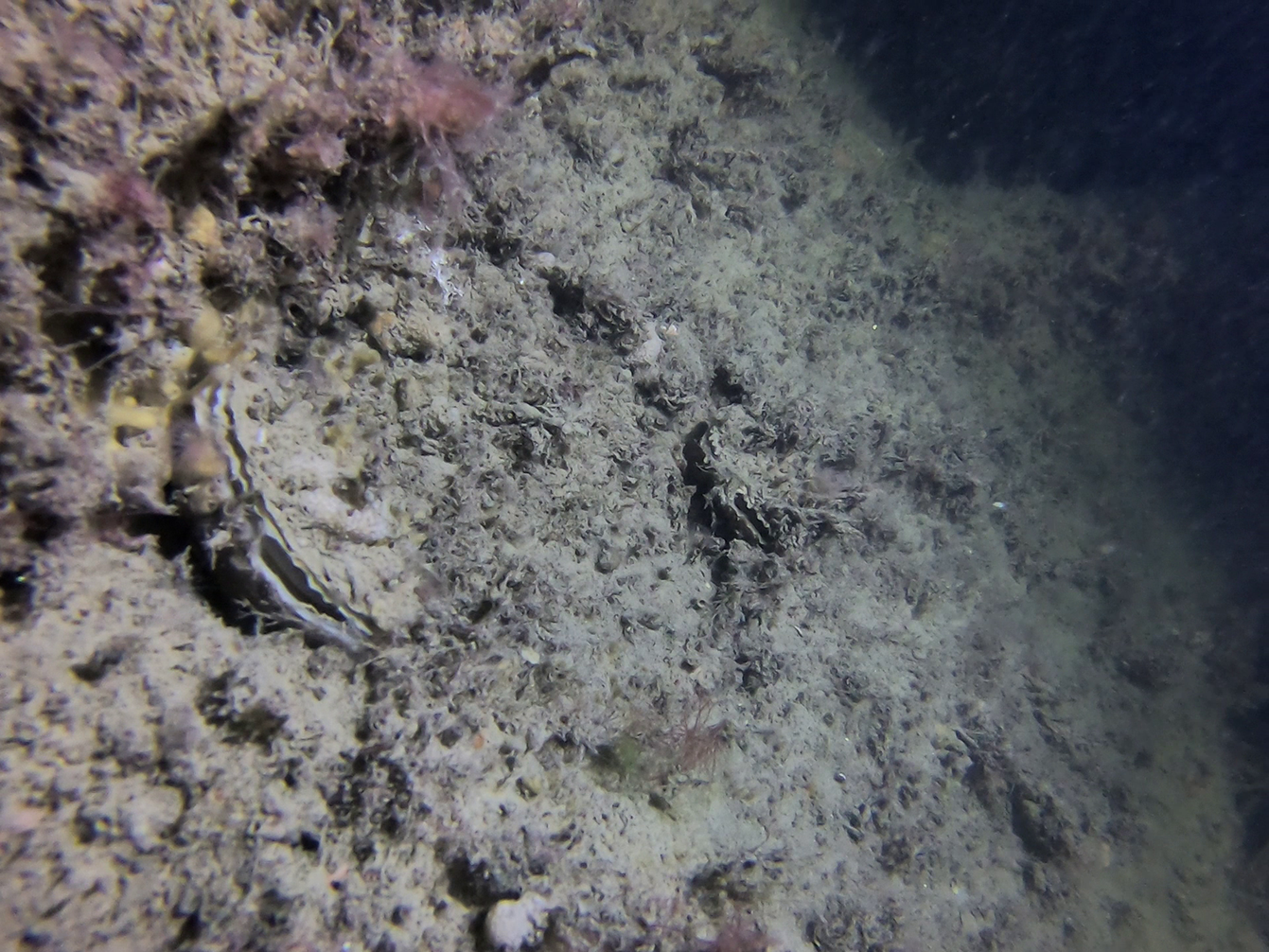 Native oyster on wreckage