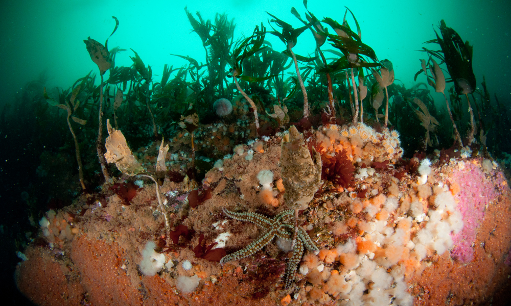 Open Water in the UK - Kelp and starfish on the sea bed