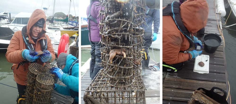 Conwy Bay oyster project