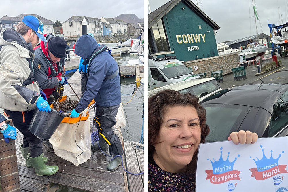Conwy Bay oyster project