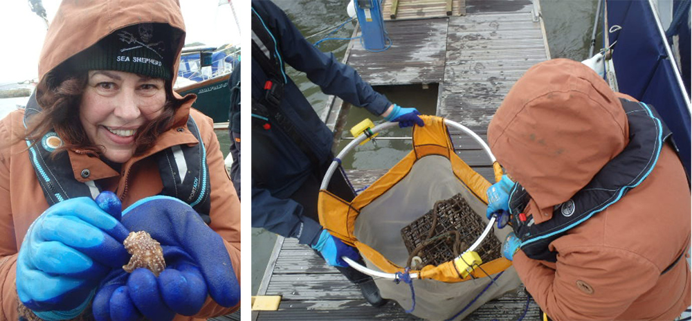 Conwy Bay oyster project