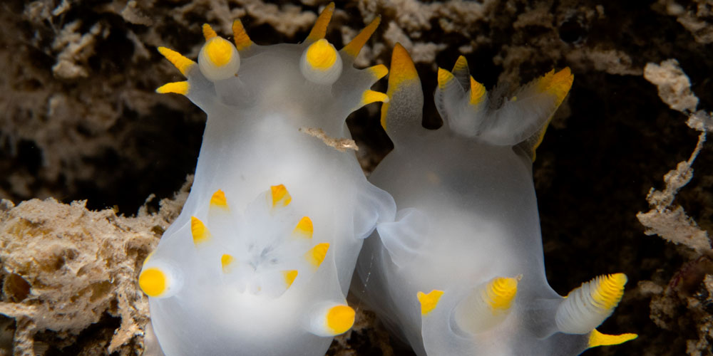 Nudi blitzing in Skomer