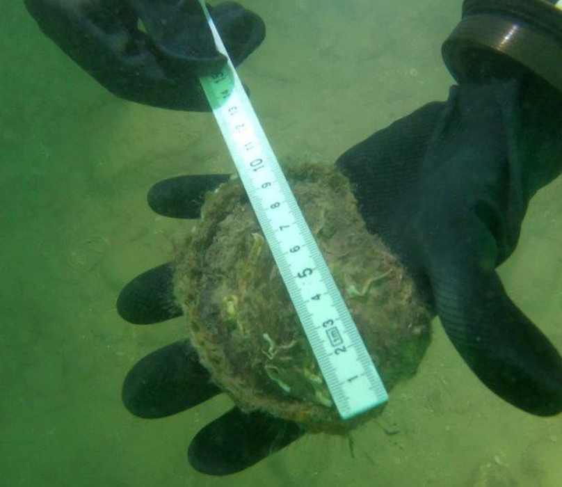 Native oyster with ruler