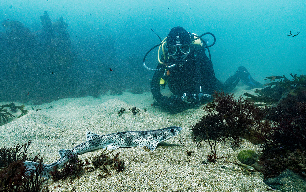 Diver with Catshark (Dogfish)