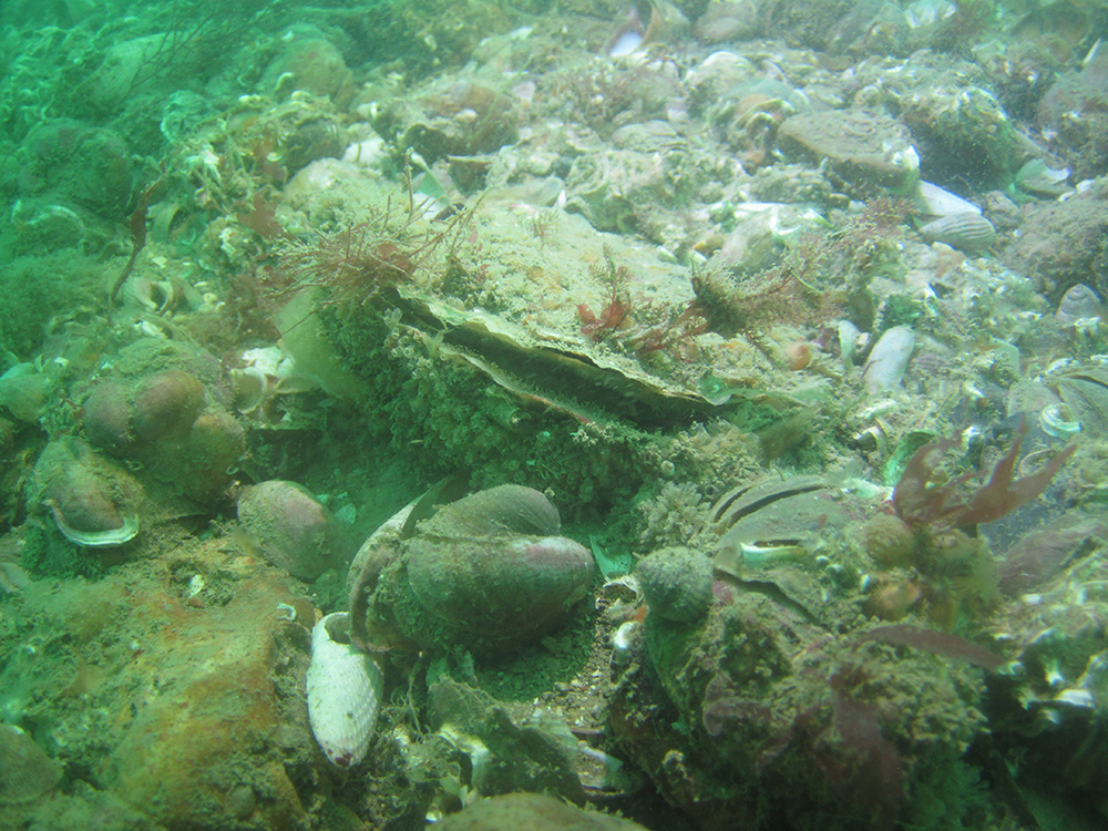 Operation Oyster