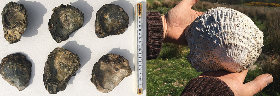 left: ancient oyster shells discovered during the expedition, right:  Evidence of how large the native oyster can grow. Image courtesy of Danny Renton from Seawilding.