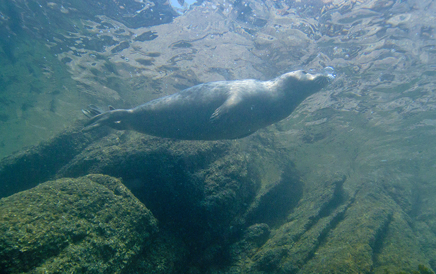 Seal at Lundy - by Pat Holliday