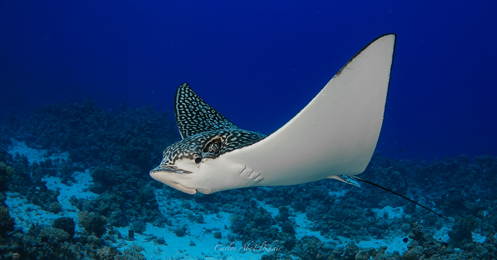 Eagle ray